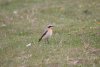 Wheatear at Gunners Park (Steve Arlow) (68870 bytes)